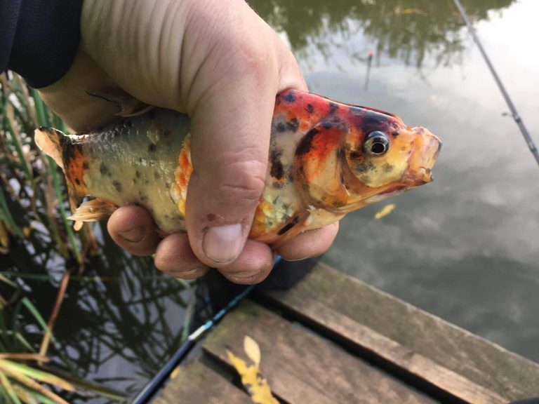 Wild Oaks Fishery