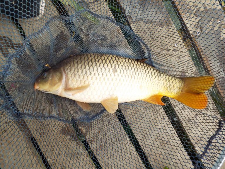 Wild Oaks Fishery