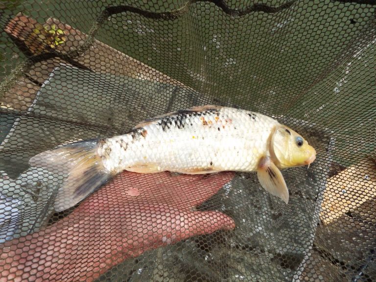 Wild Oaks Fishery